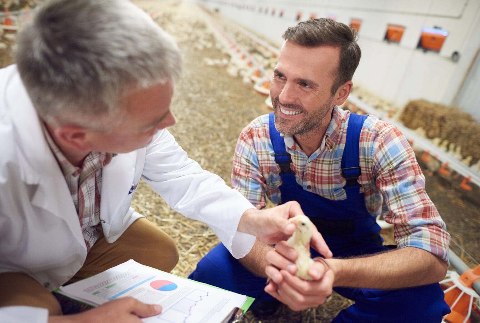 Vet checking the chicken's health